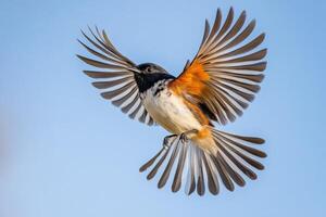 A bird with its wings spread out in the air photo