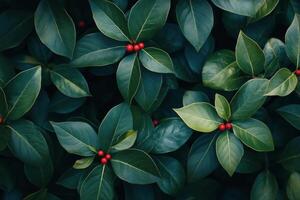 A close up of green leaves with red berries photo