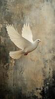 A white dove flying in front of a grunge wall photo
