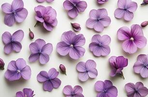 Violet flowers scattered on a white background creating an elegant floral arrangement photo