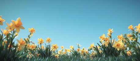 Bright yellow flowers bloom under a clear blue sky in a vibrant spring landscape photo