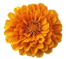 Bright yellow marigold flower in full bloom with intricate petal details photo