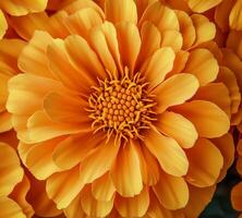 Vibrant orange marigold flower in full bloom in a garden setting during daylight hours photo