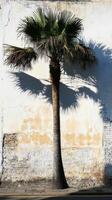 Palm tree against a white wall photo