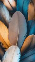 Feathers background, close up of feathers photo