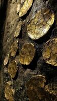 Golden pyrite inclusions within a dark stone matrix background photo