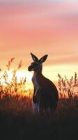 A kangaroo is sitting in the grass at sunset photo