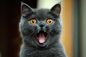 A cat with its mouth open photo