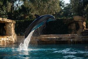 A dolphin jumping out of the water photo