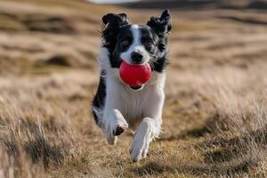 A dog running with a red ball in its mouth photo