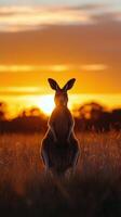 A kangaroo stands in the middle of a field at sunset photo