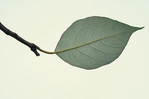 A leaf is hanging from a branch photo