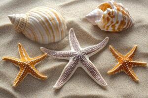 Starfish, sea shells and starfish on the sand photo