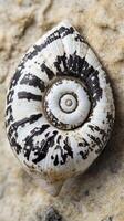 A snail shell with black and white stripes on it photo