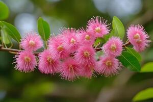 A close up of pink flowers on a tree branch photo