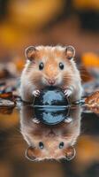 A hamster sitting in the water with leaves on the ground photo