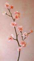 A pink flower is on a branch in front of a pink wall photo