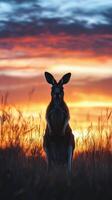A kangaroo stands in the middle of a field at sunset photo