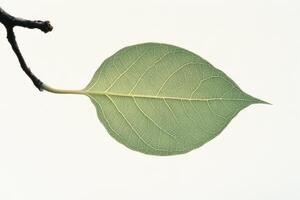 Detailed close-up of a green leaf showcasing its unique texture and structure on a branch photo