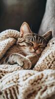Cozy tabby cat peacefully sleeping under a warm blanket in a comfortable living room setting photo