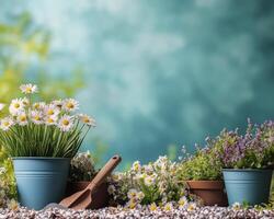 Gardening with daisies and herbs in colorful pots on a sunny day photo
