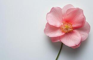 Delicate pink flower with intricate petals and bright center on white background photo