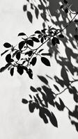 A black and white photo of leaves on a wall
