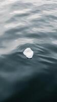 A white object floating in the water photo