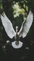 A white bird with its wings spread out photo