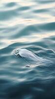 A white fish swimming in the ocean photo