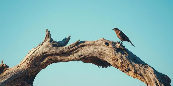 Bird rests on a weathered branch against a bright blue sky photo