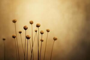Dried flower heads stand tall against a blurred golden background photo