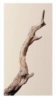 Single weathered branch on a plain cream background displayed vertically photo
