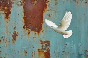 A white dove flying over a rusty wall photo