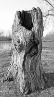 Carved tree stump stands by a peaceful body of water photo