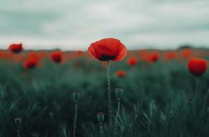 Poppy field, red poppy, field, field of poppies, field of popp photo