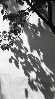 Black and white photograph of a tree casting shadows on a wall photo