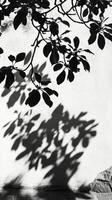A black and white photo of a tree casting shadows on a wall