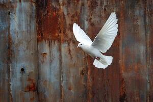 A white dove flying over a rusty wall photo