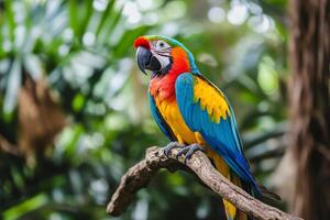 A colorful parrot sits on a branch in the jungle photo