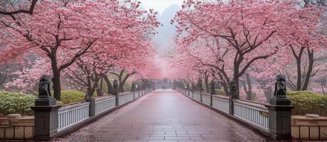 Stunning cherry blossom path in spring surrounded by pink trees photo