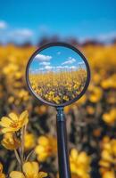 Magnifying glass reflecting vibrant yellow flowers under a clear blue sky photo
