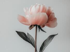 A single pink peony flower is shown in front of a gray background photo