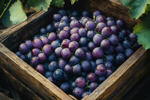 A wooden box filled with purple grapes photo