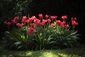 A group of red flowers in a garden photo