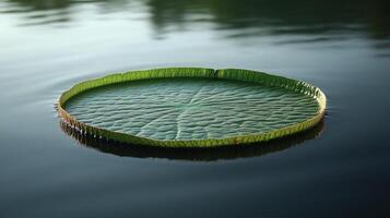 A large green leaf floating on top of a lake photo