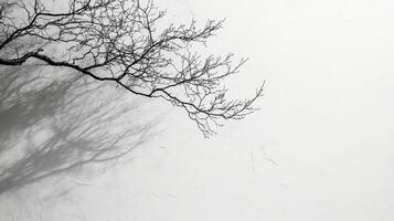A black and white photo of a tree against a white wall