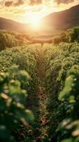 A field of strawberries at sunset photo