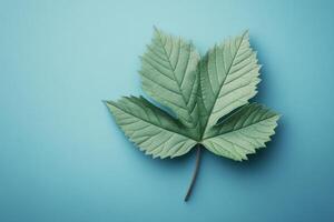 Green leaf with detailed texture placed on a light blue background captured in natural light photo