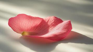Beautiful pink rose petal softly resting on a light surface with gentle shadows photo
